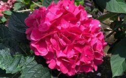Merritts Supreme Hydrangea - 1 Gallon Pot -Garden Plant Shop Hydrangea Merrits Supreme Pink 13 1