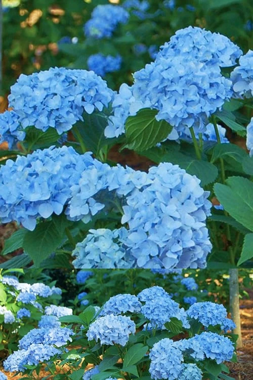 Mini Penny Hydrangea - 1 Gallon Pot Mini Penny Hydrangea - 1 Gallon Pot -Garden Plant Shop Hydrangea Mini Penny 1 1