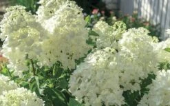 Moon Dance Hydrangea - 3 Gallon Pot 3 Moon Dance Hydrangea - 3 Gallon Pot -Garden Plant Shop Hydrangea Mood Dance 4 1