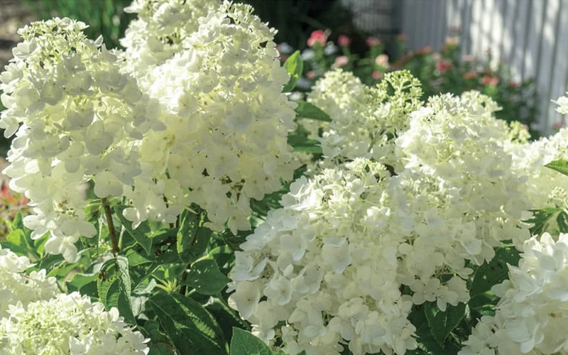 Moon Dance Hydrangea - 3 Gallon Pot Moon Dance Hydrangea - 3 Gallon Pot -Garden Plant Shop Hydrangea Mood Dance 4 1