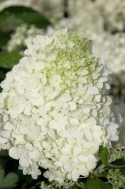 Moon Dance Hydrangea - 2 Gallon Pot -Garden Plant Shop Hydrangea Moon Dance 2