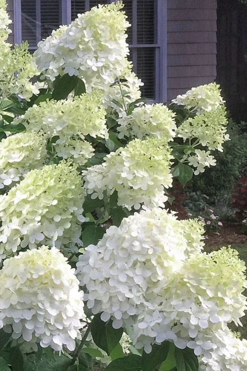 Moon Dance Hydrangea - 3 Gallon Pot Moon Dance Hydrangea - 3 Gallon Pot -Garden Plant Shop Hydrangea Moon Dance 3 1