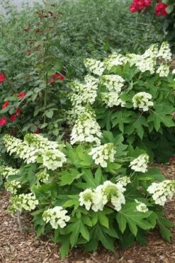 Munchkin Dwarf Oakleaf Hydrangea - 2 Gallon Pot -Garden Plant Shop Hydrangea Munchkin 11 1