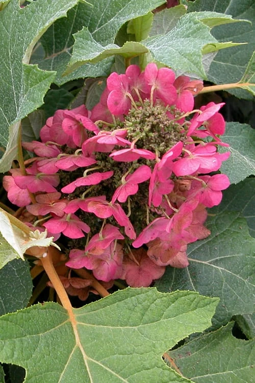 Munchkin Dwarf Oakleaf Hydrangea - 3 Gallon Pot Munchkin Dwarf Oakleaf Hydrangea - 3 Gallon Pot -Garden Plant Shop Hydrangea Munchkin 12 2