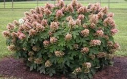 Munchkin Dwarf Oakleaf Hydrangea - 3 Gallon Pot 5 Munchkin Dwarf Oakleaf Hydrangea - 3 Gallon Pot -Garden Plant Shop Hydrangea Munchkin 2
