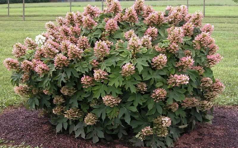 Munchkin Dwarf Oakleaf Hydrangea - 3 Gallon Pot Munchkin Dwarf Oakleaf Hydrangea - 3 Gallon Pot -Garden Plant Shop Hydrangea Munchkin 2