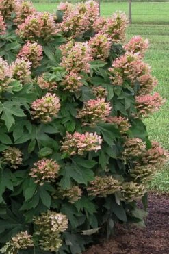 Munchkin Dwarf Oakleaf Hydrangea - 2 Gallon Pot -Garden Plant Shop Hydrangea Munchkin 500x750 2