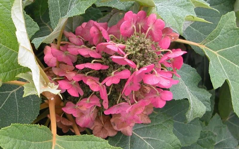 Munchkin Dwarf Oakleaf Hydrangea - 3 Gallon Pot Munchkin Dwarf Oakleaf Hydrangea - 3 Gallon Pot -Garden Plant Shop Hydrangea Munchkin Bloom Closeup 2