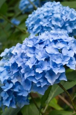 Nikko Blue Hydrangea - 1 Gallon Pot -Garden Plant Shop Hydrangea Nikko Blue 10