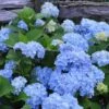 Nikko Blue Hydrangea - 3 Gallon Pot