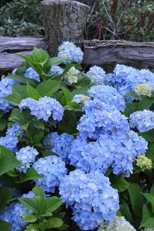 Nikko Blue Hydrangea - 3 Gallon Pot Nikko Blue Hydrangea - 3 Gallon Pot -Garden Plant Shop Hydrangea Nikko Blue 500x750 2