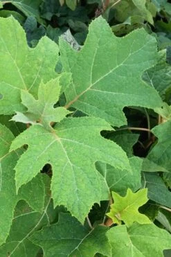 Alice Oakleaf Hydrangea - 3 Gallon Pot -Garden Plant Shop Hydrangea Oakleaf Alice 5