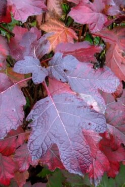 Alice Oakleaf Hydrangea - 3 Gallon Pot -Garden Plant Shop Hydrangea Oakleaf Alice 7