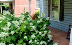 Pee Wee Dwarf Oakleaf Hydrangea - 1 Gallon Pot -Garden Plant Shop Hydrangea Oakleaf Pee Wee
