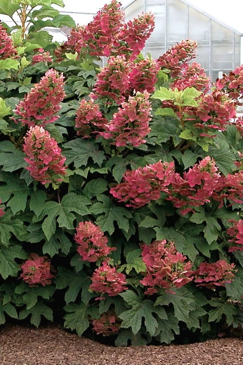 Ruby Slippers Dwarf Oakleaf Hydrangea - 3 Gallon Pot Ruby Slippers Dwarf Oakleaf Hydrangea - 3 Gallon Pot -Garden Plant Shop Hydrangea Oakleaf Ruby Slippers 500x750 1