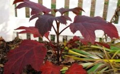 Ruby Slippers Dwarf Oakleaf Hydrangea - 3 Gallon Pot 4 Ruby Slippers Dwarf Oakleaf Hydrangea - 3 Gallon Pot -Garden Plant Shop Hydrangea Oakleaf Ruby Slippers Fall Foliage Color