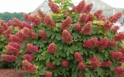 Ruby Slippers Dwarf Oakleaf Hydrangea - 2 Gallon Pot -Garden Plant Shop Hydrangea Oakleaf Ruby Slippers Full Bloom 1