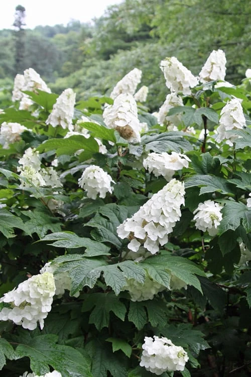Snow Queen Oakleaf Hydrangea - 1 Gallon Pot Snow Queen Oakleaf Hydrangea - 1 Gallon Pot -Garden Plant Shop Hydrangea Oakleaf Snow Queen 10 1