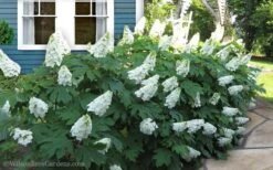 Snow Queen Oakleaf Hydrangea - 1 Gallon Pot 3 Snow Queen Oakleaf Hydrangea - 1 Gallon Pot -Garden Plant Shop Hydrangea Oakleaf Snow Queen 11 1