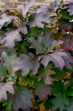 Snow Queen Oakleaf Hydrangea - 2 Gallon Pot 5 Snow Queen Oakleaf Hydrangea - 2 Gallon Pot -Garden Plant Shop Hydrangea Oakleaf Snow Queen 3 2
