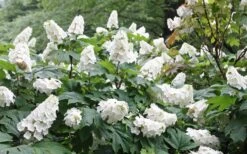 Snow Queen Oakleaf Hydrangea - 3 Gallon Pot 4 Snow Queen Oakleaf Hydrangea - 3 Gallon Pot -Garden Plant Shop Hydrangea Oakleaf Snow Queen 6