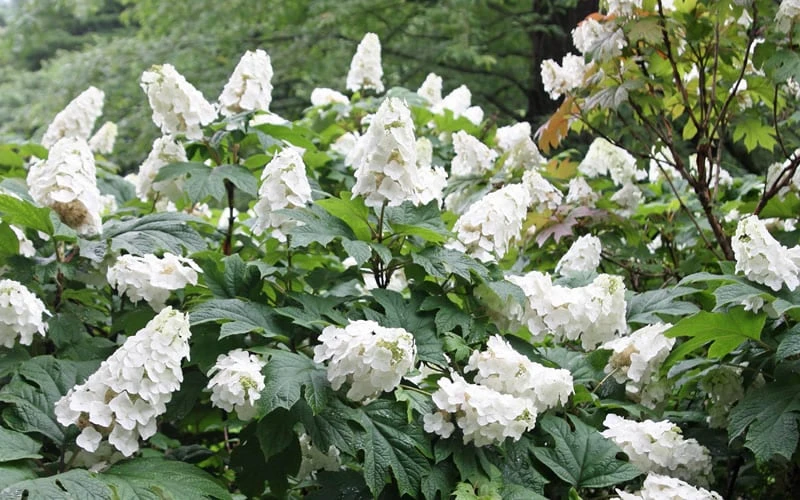 Snow Queen Oakleaf Hydrangea - 3 Gallon Pot Snow Queen Oakleaf Hydrangea - 3 Gallon Pot -Garden Plant Shop Hydrangea Oakleaf Snow Queen 6