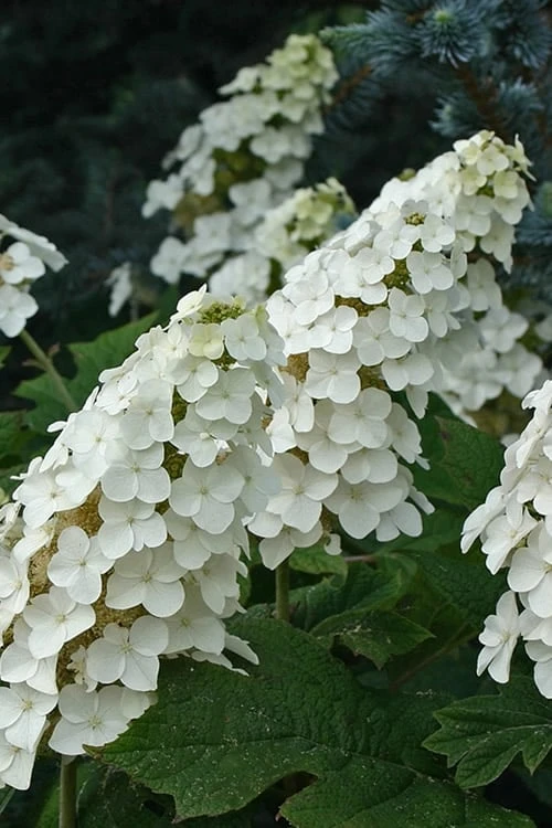 Snow Queen Oakleaf Hydrangea - 1 Gallon Pot Snow Queen Oakleaf Hydrangea - 1 Gallon Pot -Garden Plant Shop Hydrangea Oakleaf Snow Queen 8 1