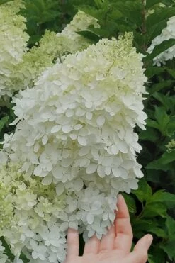 Phantom Hydrangea - 3 Gallon Pot -Garden Plant Shop Hydrangea Phantom 20 1