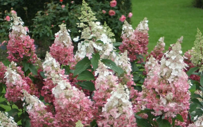 Pinky Winky Hydrangea - 3 Gallon Pot Pinky Winky Hydrangea - 3 Gallon Pot -Garden Plant Shop Hydrangea Pinky Winky 1