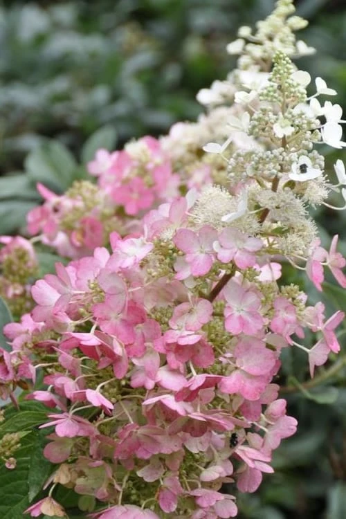 Pinky Winky Hydrangea - 3 Gallon Pot Pinky Winky Hydrangea - 3 Gallon Pot -Garden Plant Shop Hydrangea Pinky Winky BS