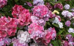 Preziosa Multi Color Hydrangea - 3 Gallon Pot -Garden Plant Shop Hydrangea Preziosa 18