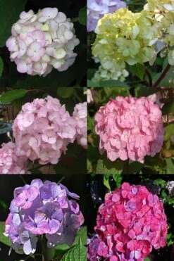 Preziosa Multi Color Hydrangea - 1 Gallon Pot -Garden Plant Shop Hydrangea Preziosa 19 1
