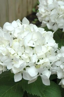 Sister Theresa Hydrangea - 3 Gallon Pot