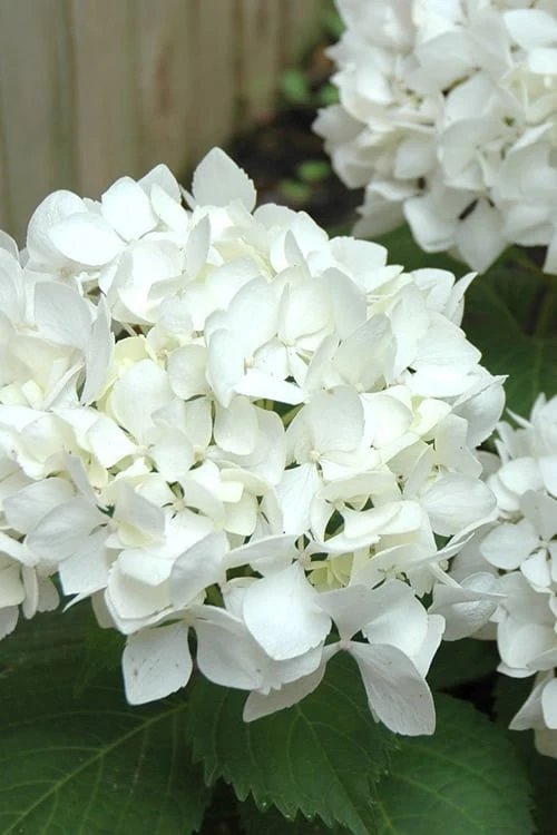 Sister Theresa Hydrangea - 3 Gallon Pot Sister Theresa Hydrangea - 3 Gallon Pot -Garden Plant Shop Hydrangea Sister Theresa 2 500x750 1