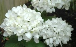 Sister Theresa Hydrangea - 3 Gallon Pot 4 Sister Theresa Hydrangea - 3 Gallon Pot -Garden Plant Shop Hydrangea Sister Theresa 50