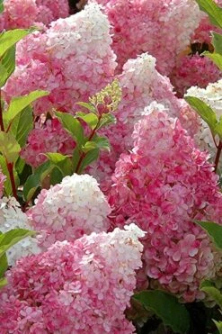 Strawberry Sundae Hydrangea - 3 Gallon Pot -Garden Plant Shop Hydrangea Strawberry Sundae Flowers 3