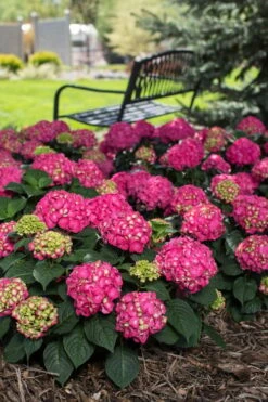 Summer Crush Endless Summer Hydrangea - 1 Gallon Pot 6 Summer Crush Endless Summer Hydrangea - 1 Gallon Pot -Garden Plant Shop Hydrangea Summer Crush Endless Summer 3 1