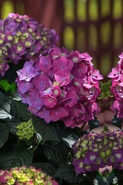 Summer Crush Endless Summer Hydrangea - 3 Gallon Pot -Garden Plant Shop Hydrangea Summer Crush Endless Summer 4 2