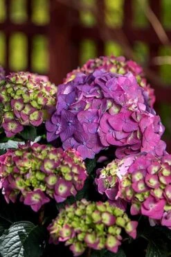 Summer Crush Endless Summer Hydrangea - 3 Gallon Pot -Garden Plant Shop Hydrangea Summer Crush Endless Summer 5 2