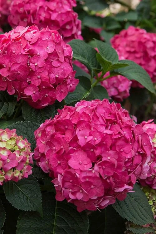 Summer Crush Endless Summer Hydrangea - 1 Gallon Pot Summer Crush Endless Summer Hydrangea - 1 Gallon Pot -Garden Plant Shop Hydrangea Summer Crush Endless Summer 6 1