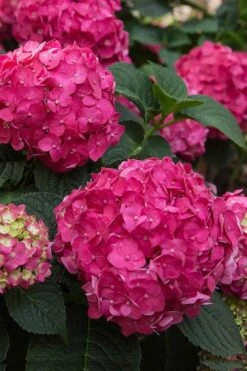 Summer Crush Endless Summer Hydrangea - 7 Gallon Pot -Garden Plant Shop Hydrangea Summer Crush Endless Summer 6 5