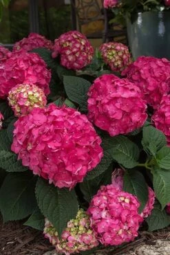 Summer Crush Endless Summer Hydrangea - 1 Gallon Pot 8 Summer Crush Endless Summer Hydrangea - 1 Gallon Pot -Garden Plant Shop Hydrangea Summer Crush Endless Summer 7 1