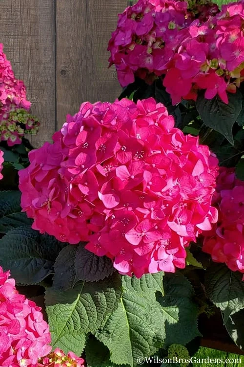 Summer Crush Endless Summer Hydrangea - 1 Gallon Pot Summer Crush Endless Summer Hydrangea - 1 Gallon Pot -Garden Plant Shop Hydrangea Summer Crush Endless Summer 8 1