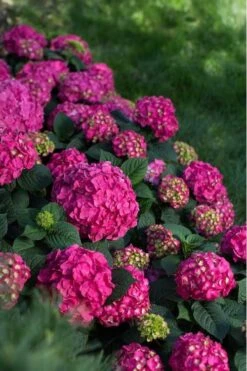 Summer Crush Endless Summer Hydrangea - 1 Gallon Pot 5 Summer Crush Endless Summer Hydrangea - 1 Gallon Pot -Garden Plant Shop Hydrangea Summer Crush Endless Summer 9 1