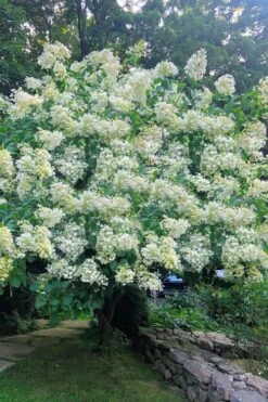 Tardiva Hydrangea - 3 Gallon Pot 3 Tardiva Hydrangea - 3 Gallon Pot -Garden Plant Shop Hydrangea Tardiva 16