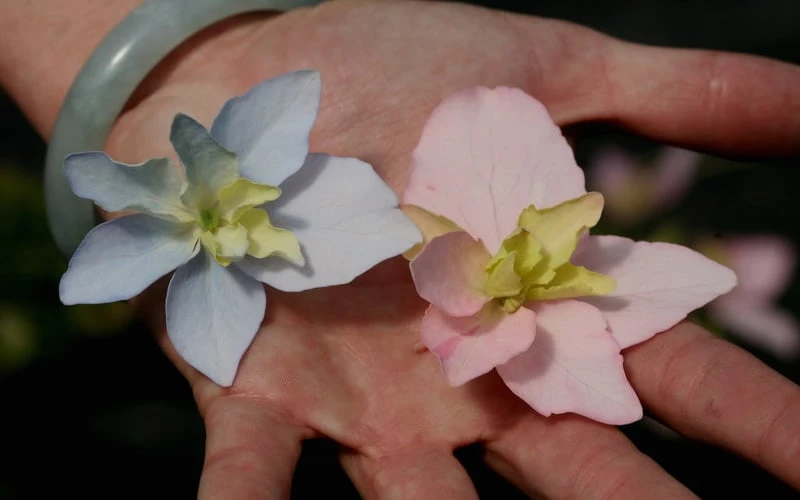 Tuff Stuff Ah-Ha Mountain Hydrangea - 3 Gallon Pot Tuff Stuff Ah-Ha Mountain Hydrangea - 3 Gallon Pot -Garden Plant Shop Hydrangea Tuff Stuff 3