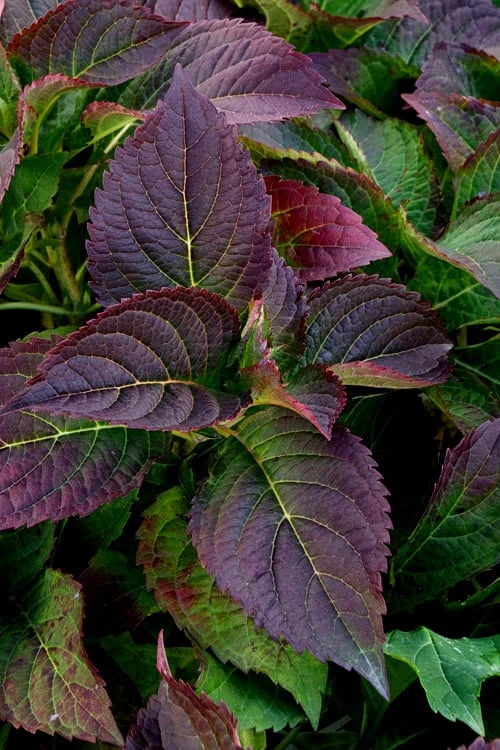 Tuff Stuff Ah-Ha Mountain Hydrangea - 3 Gallon Pot Tuff Stuff Ah-Ha Mountain Hydrangea - 3 Gallon Pot -Garden Plant Shop Hydrangea Tuff Stuff 4