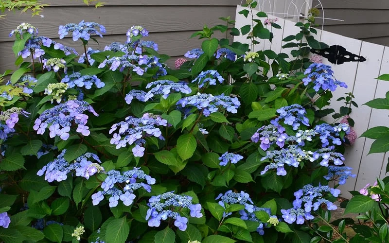 Twist-N-Shout Endless Summer Hydrangea - 1 Gallon Pot Twist-N-Shout Endless Summer Hydrangea - 1 Gallon Pot -Garden Plant Shop Hydrangea Twist N Shout Blue Flowers 3 1