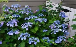 Twist-N-Shout Endless Summer Hydrangea - 3 Gallon Pot -Garden Plant Shop Hydrangea Twist N Shout Blue Flowers 3