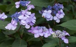 Twist-N-Shout Endless Summer Hydrangea - 1 Gallon Pot 5 Twist-N-Shout Endless Summer Hydrangea - 1 Gallon Pot -Garden Plant Shop Hydrangea Twist N Shout Lavender Flowers 2 1